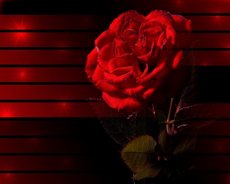 Red Rose - abstract, nature, red, rose, photo shopped, 3d, flower