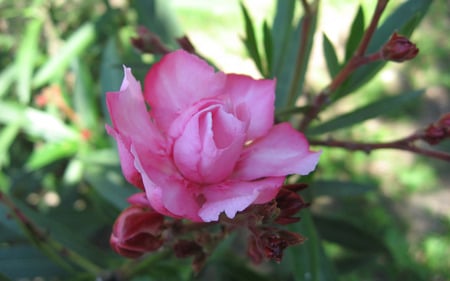 wild rose  - wild -  rose - wide, pink