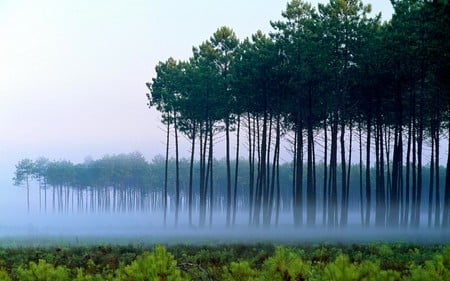 Forest fog - fog, nature, forestes, trees