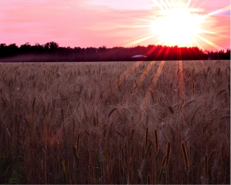 Wheat Field at sunset - wheat field, photo, wheat, sunset, nature, field, country, farm, farming