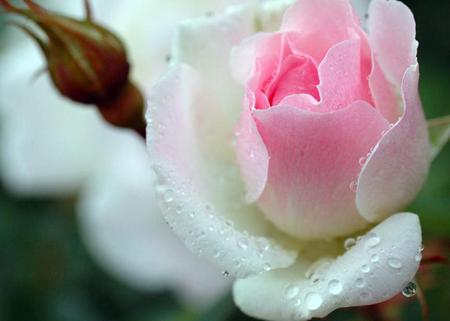 white pink   rose - white, flower rose, flower, pink