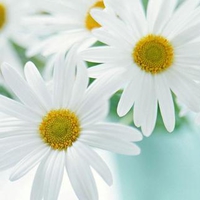 white flowers