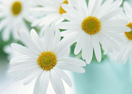 white flowers - beauty in nature, white - flowers