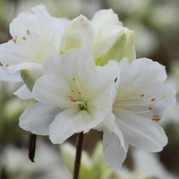 white flowers