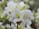 white flowers