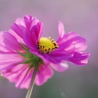 pink flowers