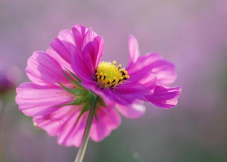 pink flowers - pink flowers