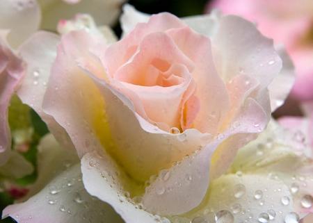 rose - white, raindrops, pink, rose, flower