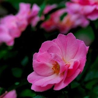 pink flowers