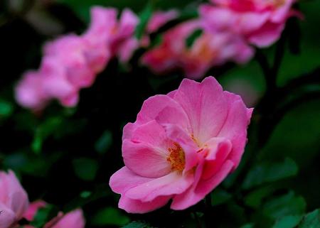 pink flowers - flowers, nature  photo, pink flowers