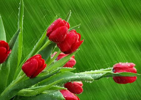 red tulips - flowers, red tulips