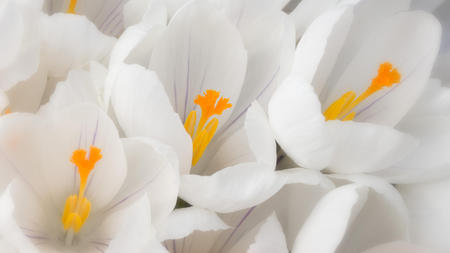 It's Spring - flowers, white, yellow, spring, pistil, petals