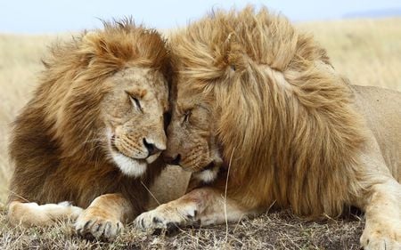 Brothers - lions, felines, big, cats, brothers, animals