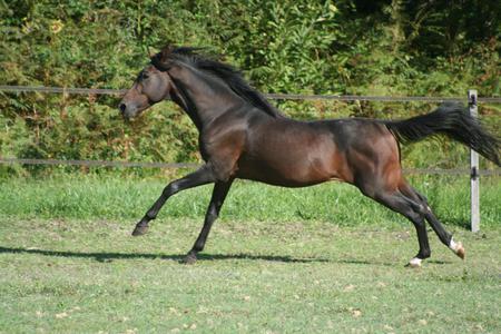 Black Horse Running - grass, horses, tree, animals