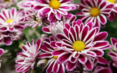 Purple Daisies - daisies, flowers, nature, purple, green