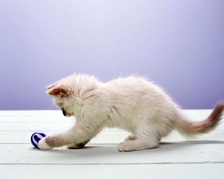 Cat and Ball - play, cat, animal, ball, sweet, cute, kitten