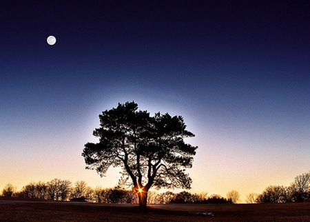 When Night Falls - moon, tree, sun, night