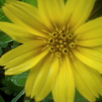 Samll Sun Flower