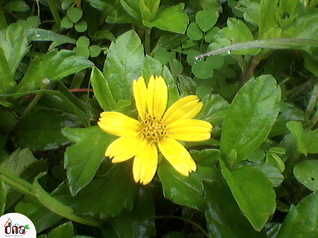 yellow - kandhi, yellow, small, sun