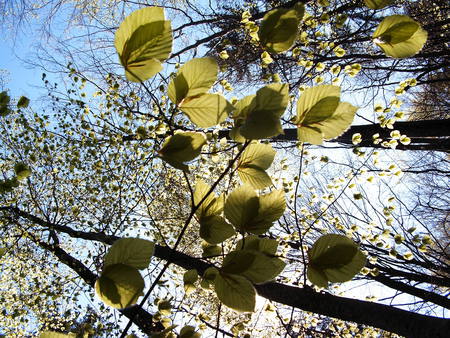 grunes Zweig in der Sonne - spring, forests, nature, green