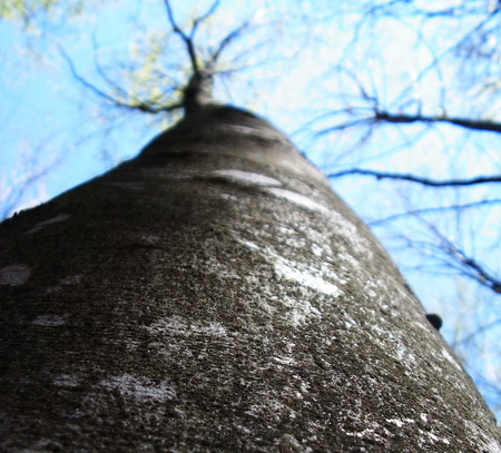 Tall tree... - forests, blue, tree, tall, sky