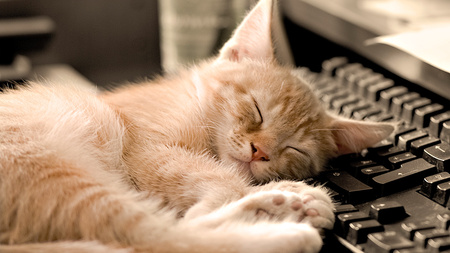 Sleeping Time - kitty, pc, cat, keyboard, adorable, time, sleeping