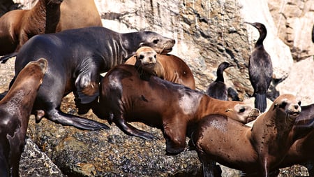 Seals - rock, seals, ocean, animals, family