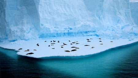 Relaxation - white, iceberg, cool, relaxation, blue, seal, artic