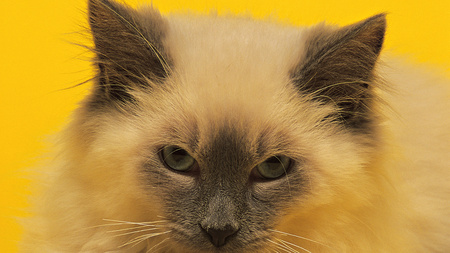 Siamese Cat - beauty, cat, animals, kitty, siamese