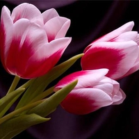 Beautiful tulips