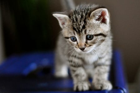 sweet kitten - blue, blueyes, sweet, grey tiger, kitten, blanket, little