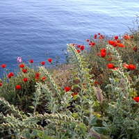 Hydra poppies