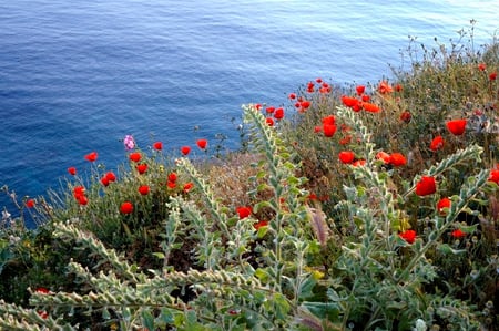 Hydra poppies - red, seaside, poppies, sea