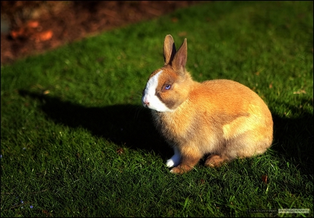 blueyes rabbit - garden, rabbit, home, pet, blueyes