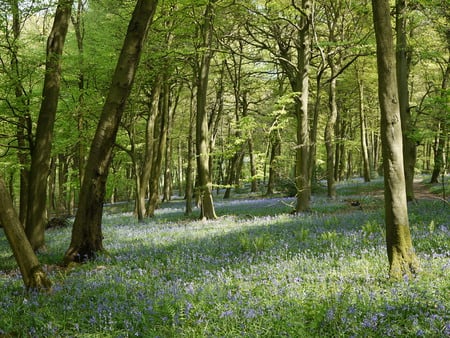 Bluebells in a Beech Wood. - warm, bluebells, chilterns, tranquil, spring