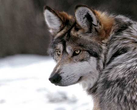 TIMBER STARE - wolf, stare, dog, wild, grizzled coat, timber, gray