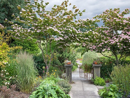 blooms over the gate - gate, plants, flowers, blooms, trees, sidewalk