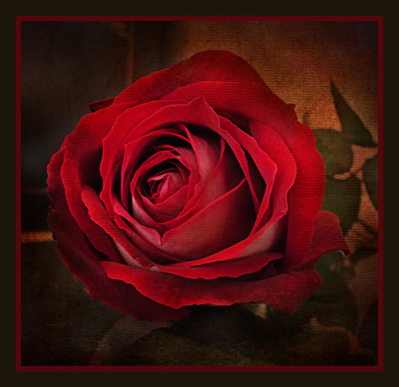 In Memoriam Rose - rose, still life, red, close up