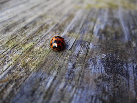 Ladybug zoom - ladybug, wood, frost, bug, bleacher