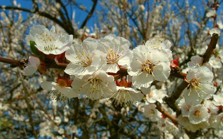 Spring Flowers - white, nature, tree, flowers, spring