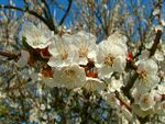 Spring Flowers