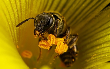 Bee - honey, bee, nature, yellow, bugs, nectar, pollen, flower