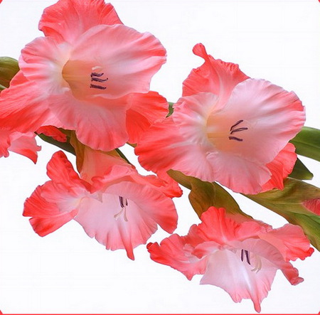 Glads - white, coral, stem, flower, gladiola