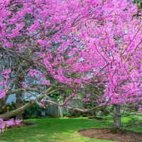 Red bud trees