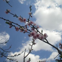 Spring in Bulgaria