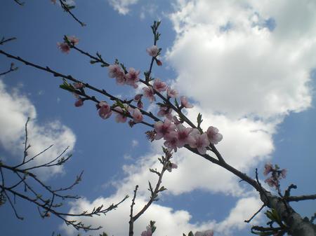 Spring in Bulgaria - nature, nice, spring, day, bulgaria