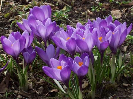 purple crocus - nature, purple, crocus, flowers, spring