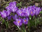 purple crocus