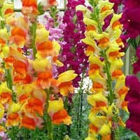 Beautiful Snapdragons