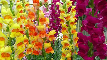 Beautiful Snapdragons